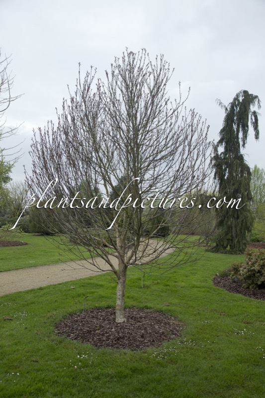 Betula medwediewii ‘Gold Bark’