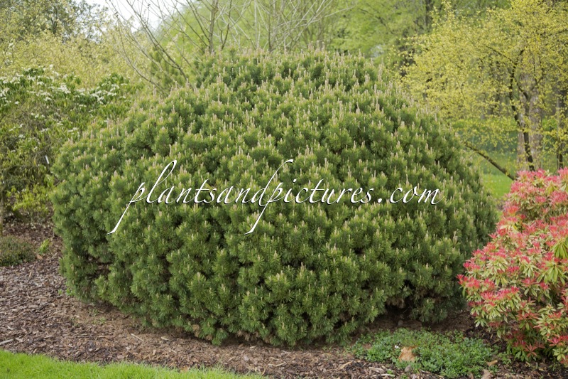 Pinus mugo ‘Mops’