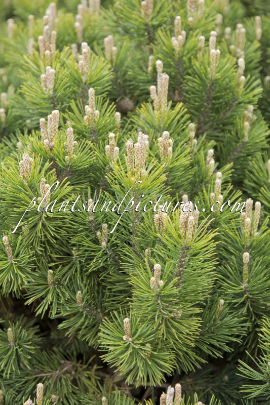 Pinus mugo ‘Mops’