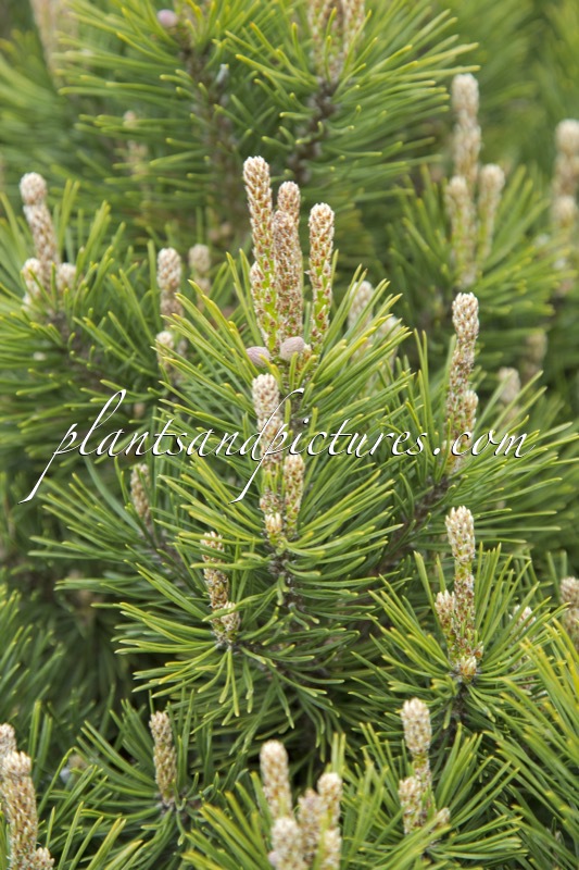 Pinus mugo ‘Mops’