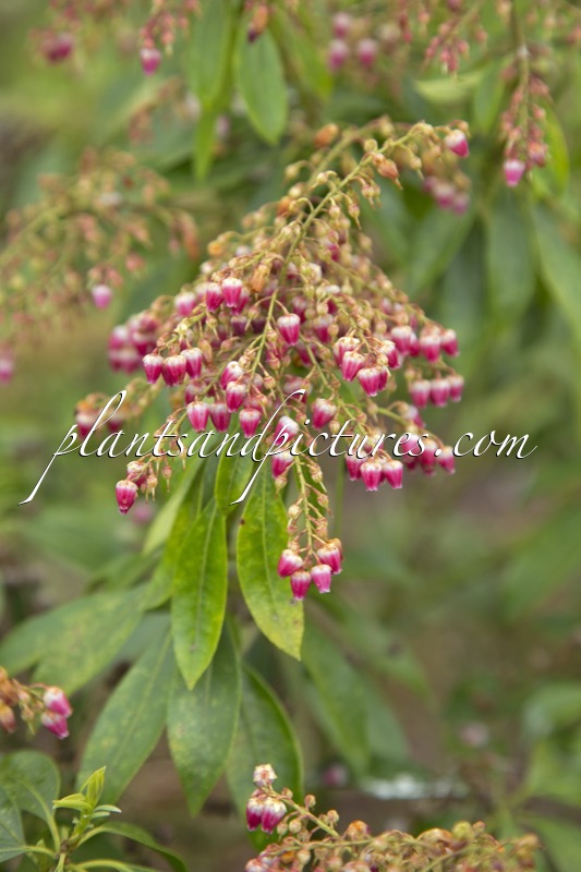 Pieris japonica ‘Valley Valentine’