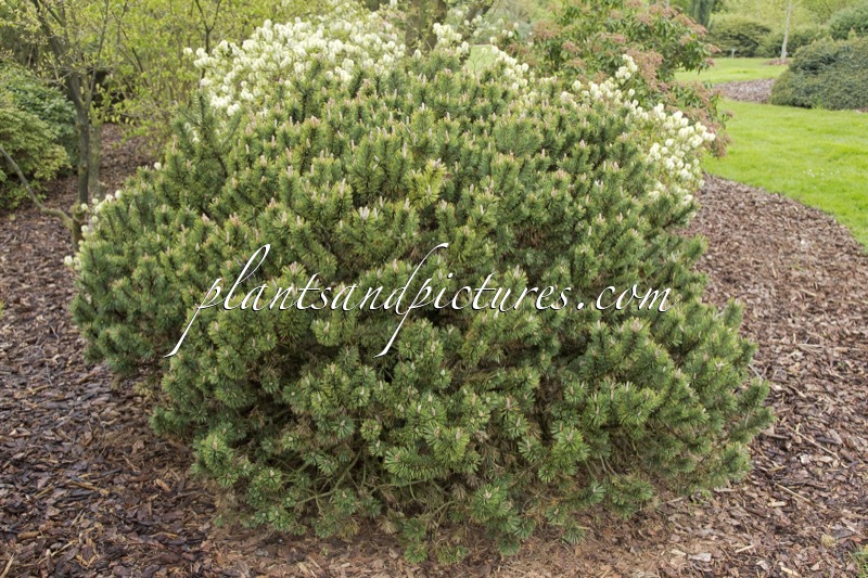 Pinus mugo ‘Humpy’