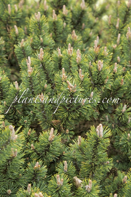 Pinus mugo ‘Humpy’