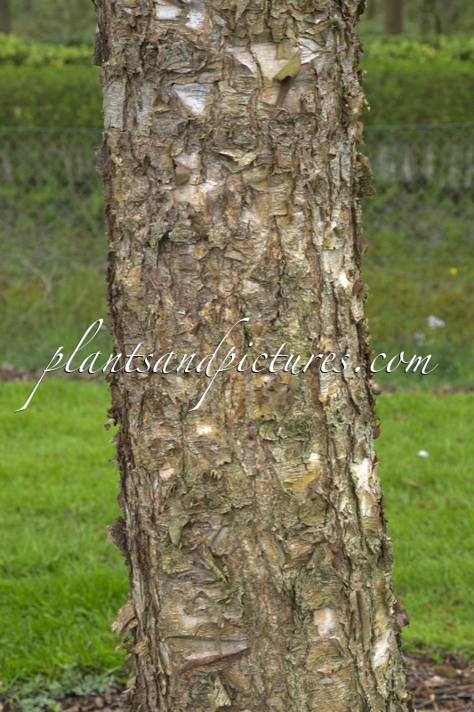 Betula nigra ‘Heritage’