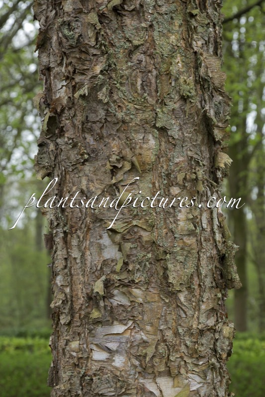 Betula nigra ‘Heritage’