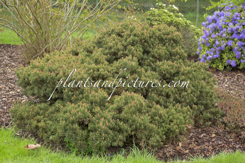 Pinus sylvestris ‘Longmoor’