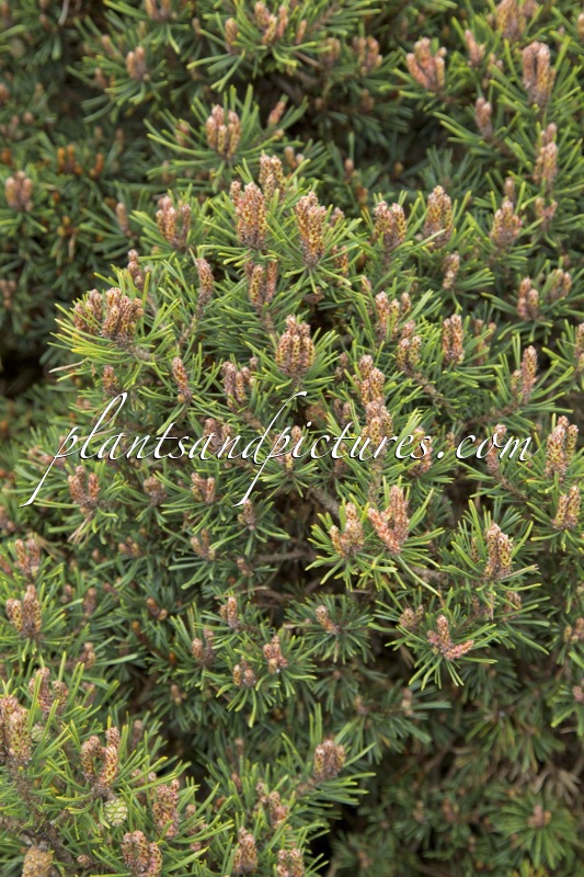 Pinus sylvestris ‘Longmoor’