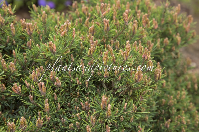 Pinus sylvestris ‘Longmoor’