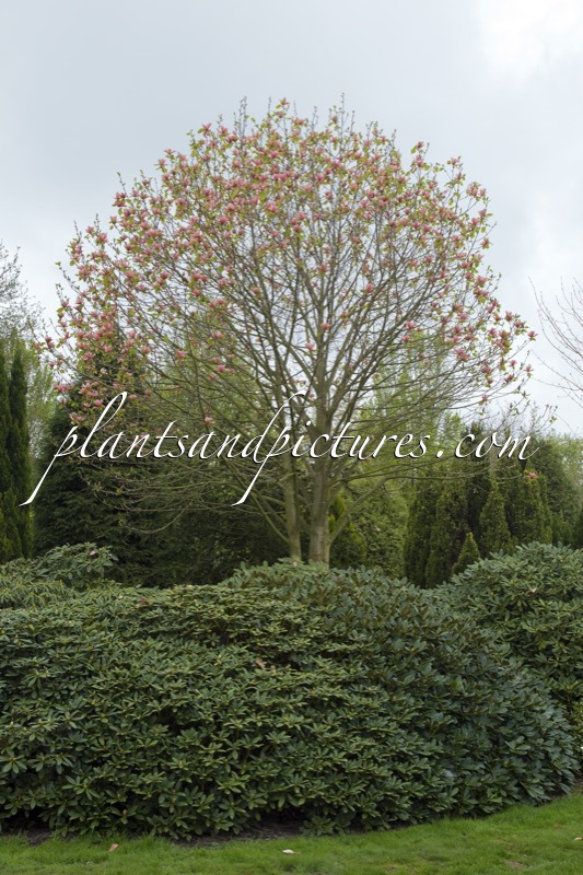 Magnolia ‘Flamingo’