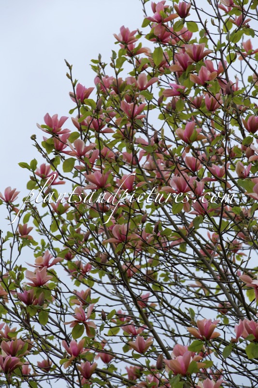 Magnolia ‘Flamingo’