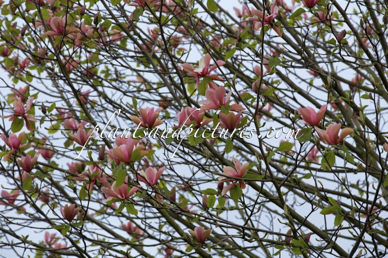 Magnolia ‘Flamingo’