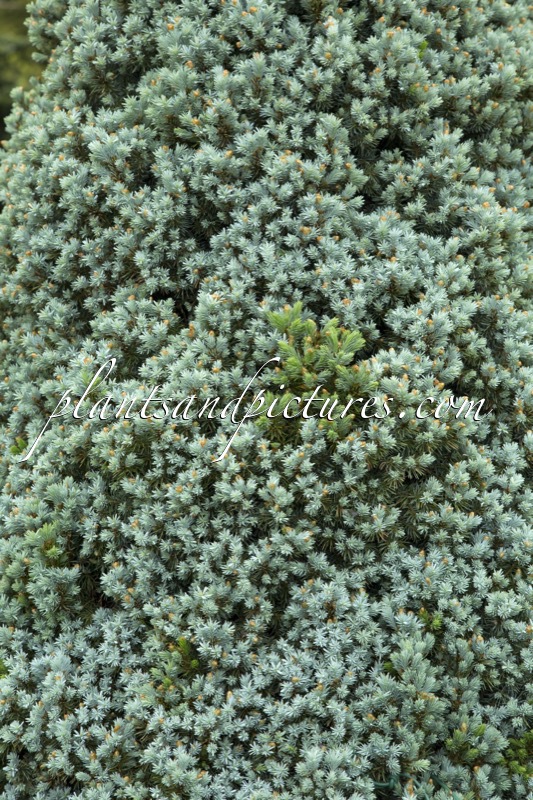 Picea glauca ‘Arneson’s Blue Variegated’