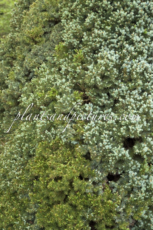Picea glauca ‘Arneson’s Blue Variegated’