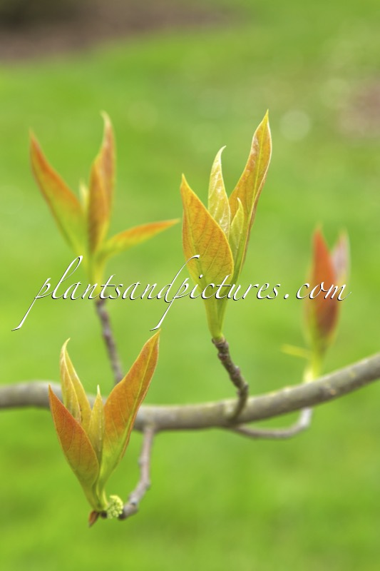 Nyssa sinensis ‘Jim Russell’