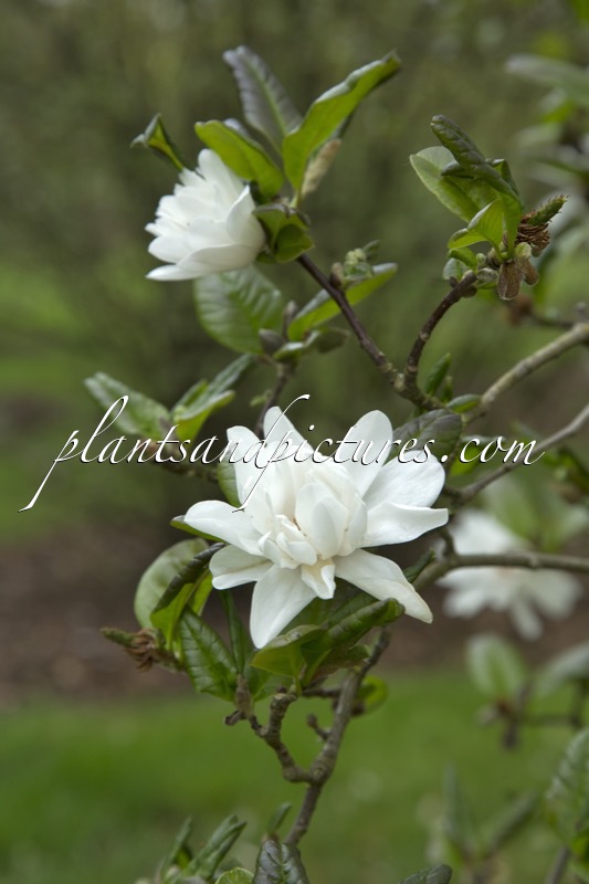 Magnolia loebneri ‘Mag’s Pirouette’