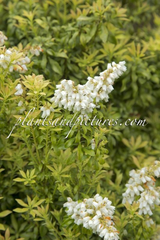 Pieris japonica ‘Brookside Miniature’