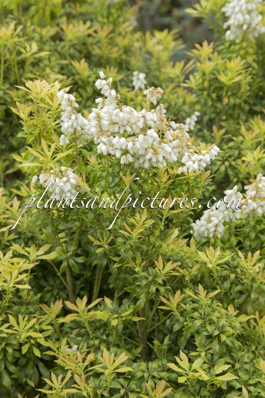 Pieris japonica ‘Brookside Miniature’