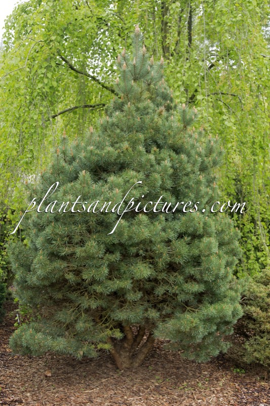Pinus sylvestris ‘Sangdringham’