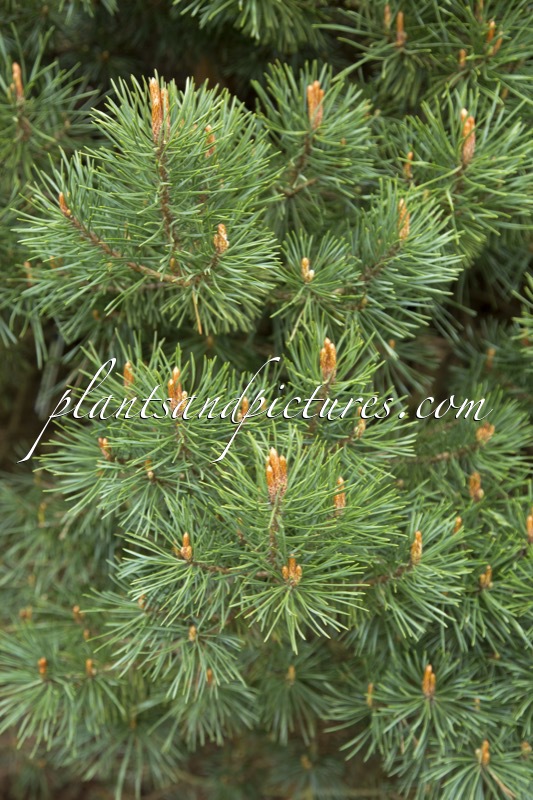 Pinus sylvestris ‘Sangdringham’