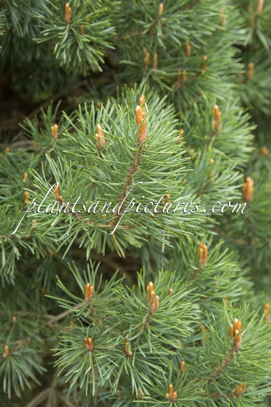 Pinus sylvestris ‘Sangdringham’
