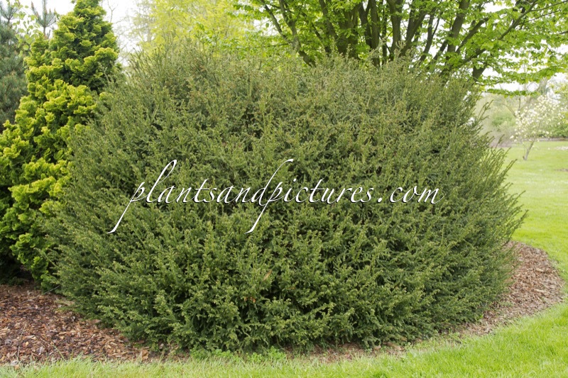 Taxus baccata ‘Rushmore’