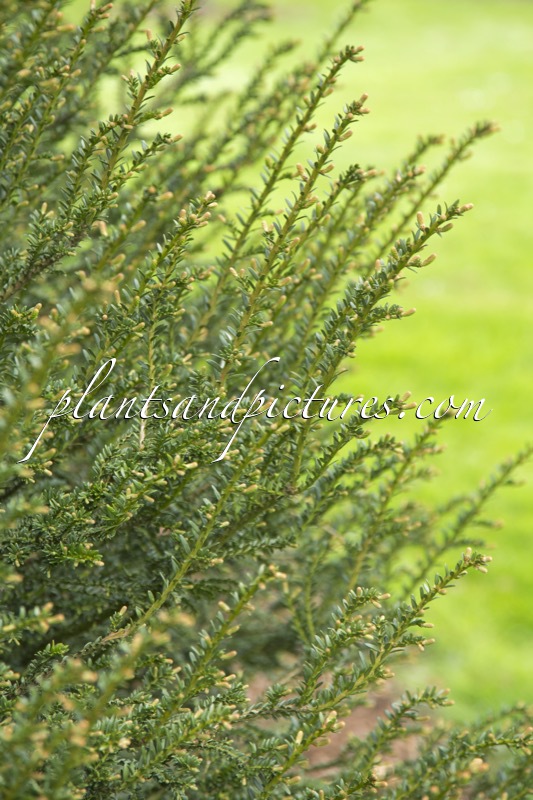 Taxus baccata ‘Rushmore’