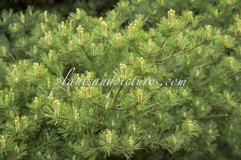 Pinus parviflora ‘Kokuho’