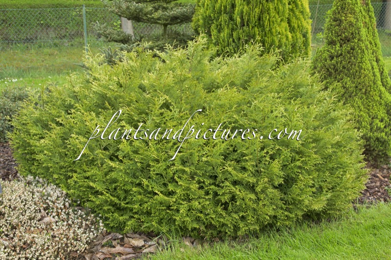 Thujopsis dolabrata ‘Nana’