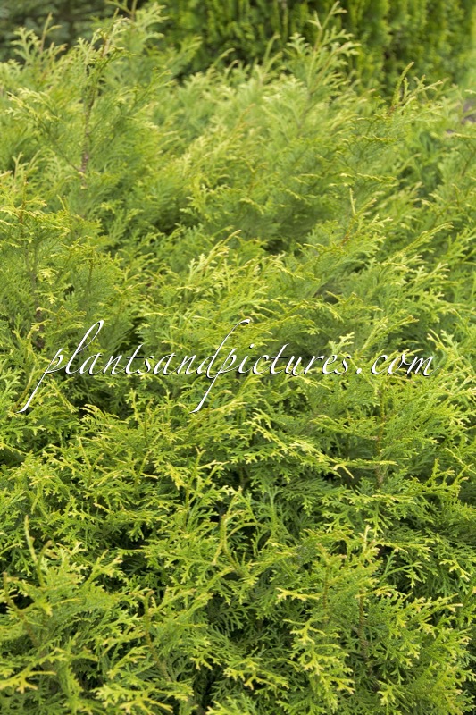 Thujopsis dolabrata ‘Nana’