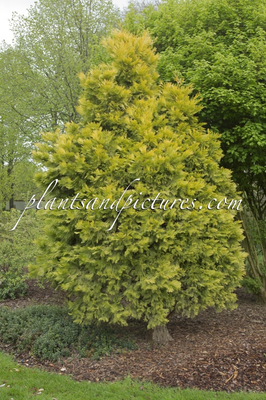 Calocedrus decurrens ‘Berrima Gold’