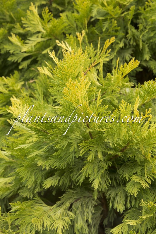 Calocedrus decurrens ‘Berrima Gold’