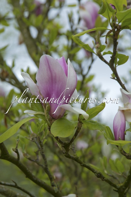 Magnolia ‘Red Lucky’