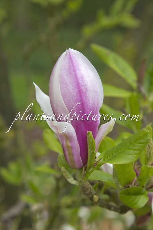Magnolia ‘Red Lucky’