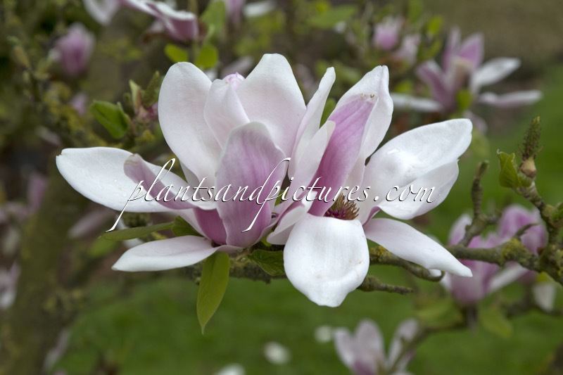 Magnolia denudata ‘Dan Xin’ (FRAGRANT CLOUD)