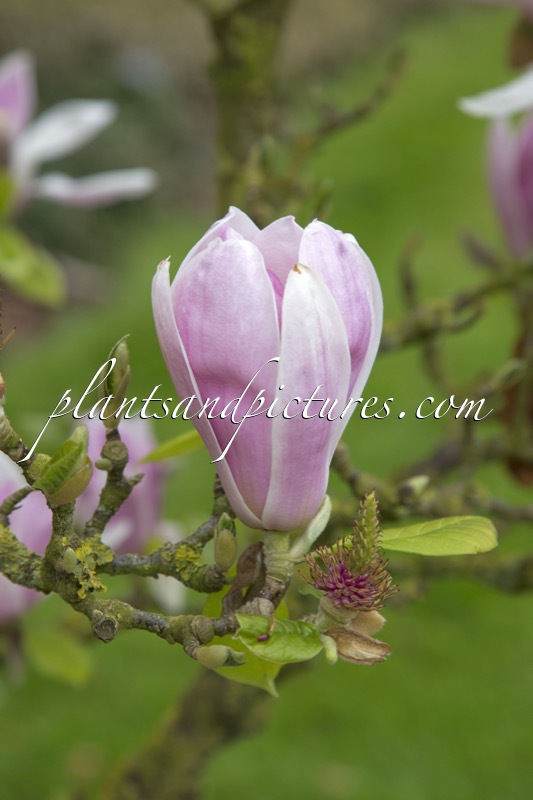 Magnolia denudata ‘Dan Xin’ (FRAGRANT CLOUD)