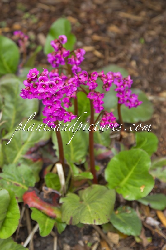 Bergenia cordifolia ‘Eroica’