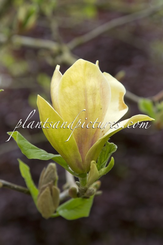 Magnolia brooklynensis ‘Woodsman’ x Magnolia ‘Elizabeth’