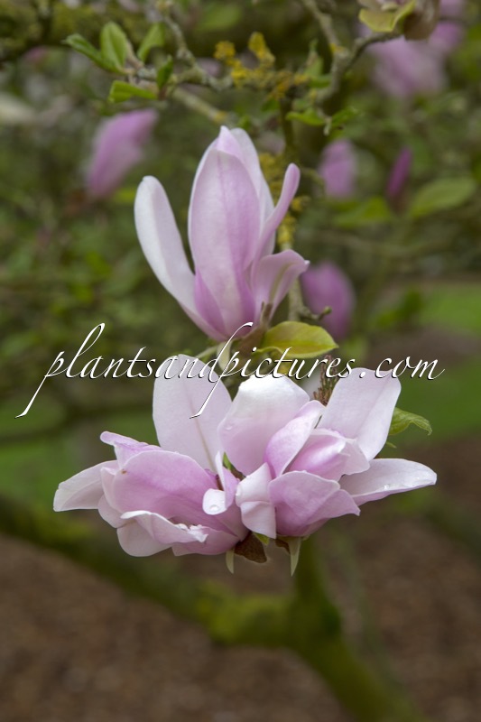 Magnolia ‘George Henry Kern’