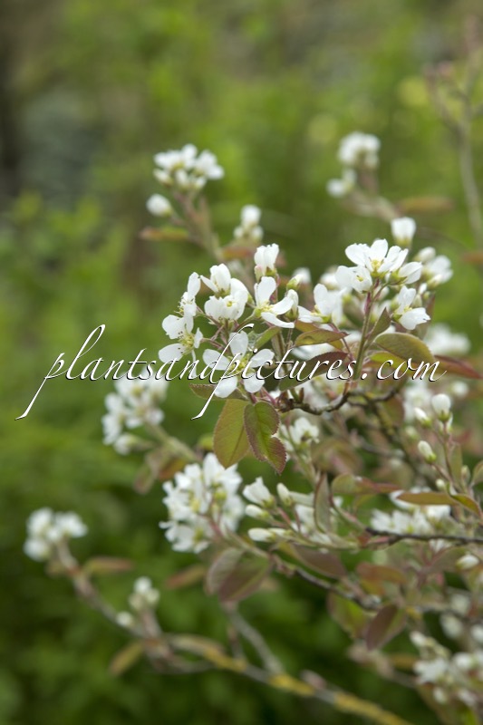 Amelanchier bartramiana