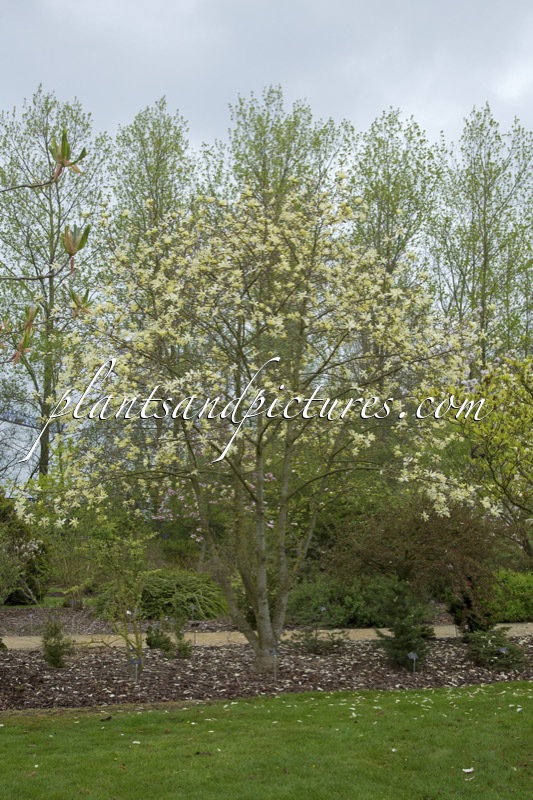 Magnolia ‘Gold Star’