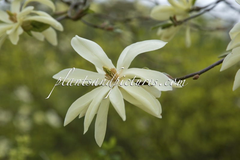 Magnolia ‘Gold Star’
