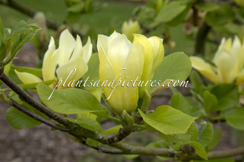 Magnolia ‘Butterflies’