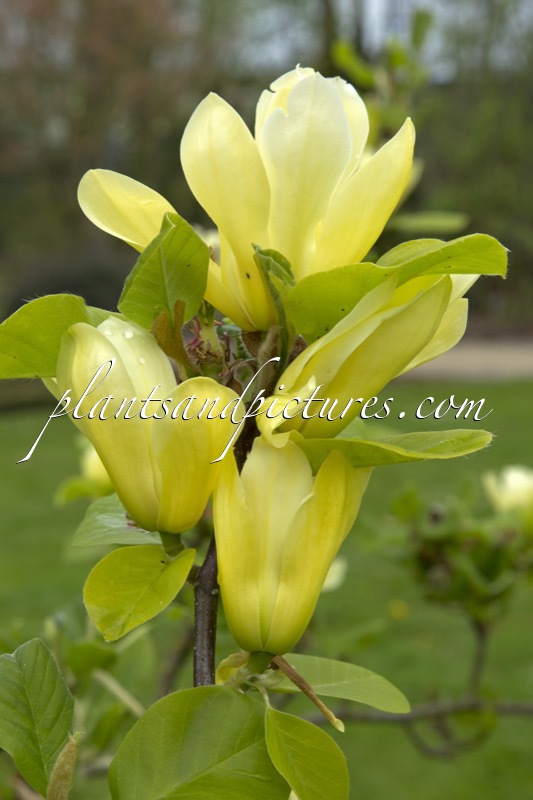Magnolia ‘Butterflies’