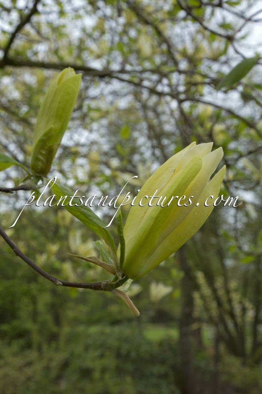 Magnolia ‘Limelight’
