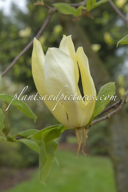 Magnolia ‘Limelight’