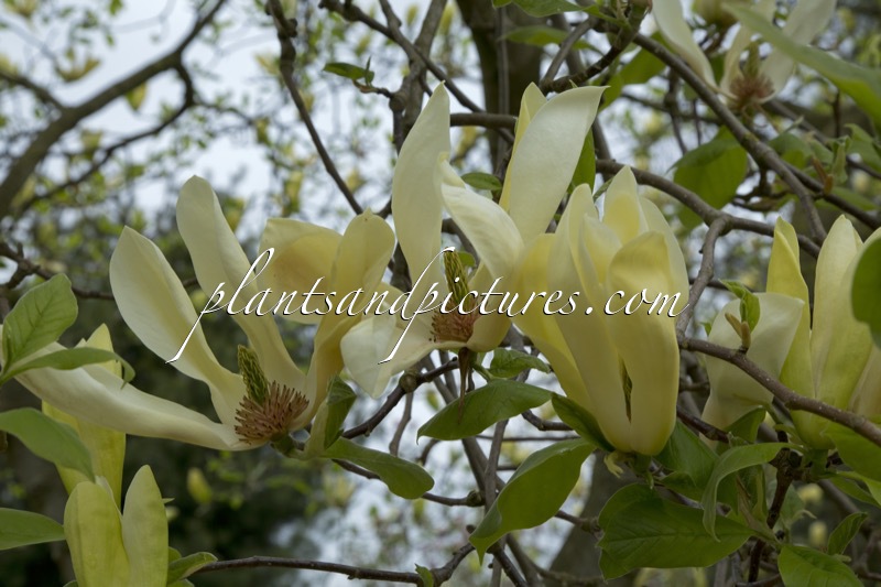 Magnolia ‘Limelight’