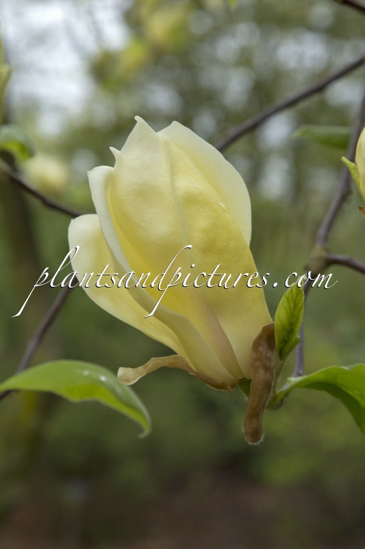 Magnolia acuminata subsp. subcordata