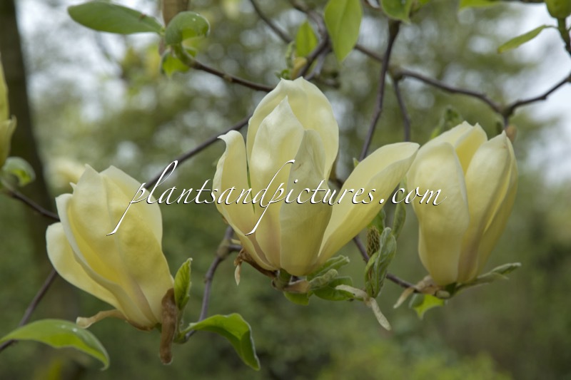 Magnolia acuminata subsp. subcordata
