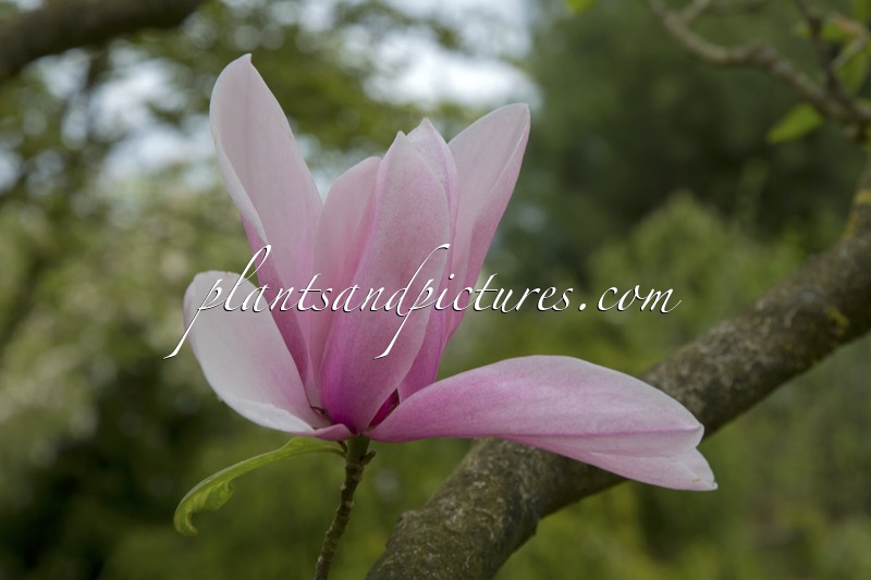 Magnolia ‘Star Wars’