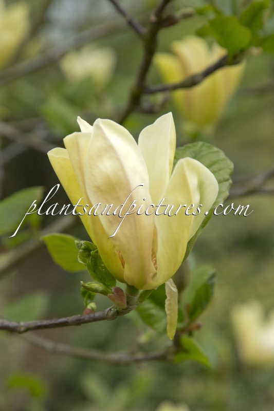 Magnolia ‘Tranquility’